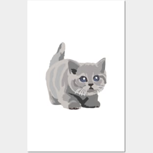 Cute British Shorthair Kitten Posters and Art